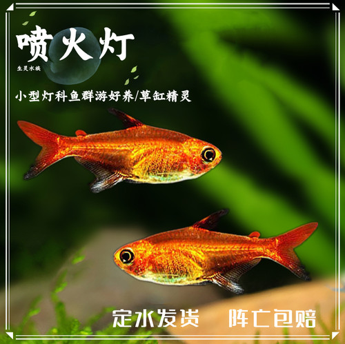包邮小型喷火灯科鱼群游好养