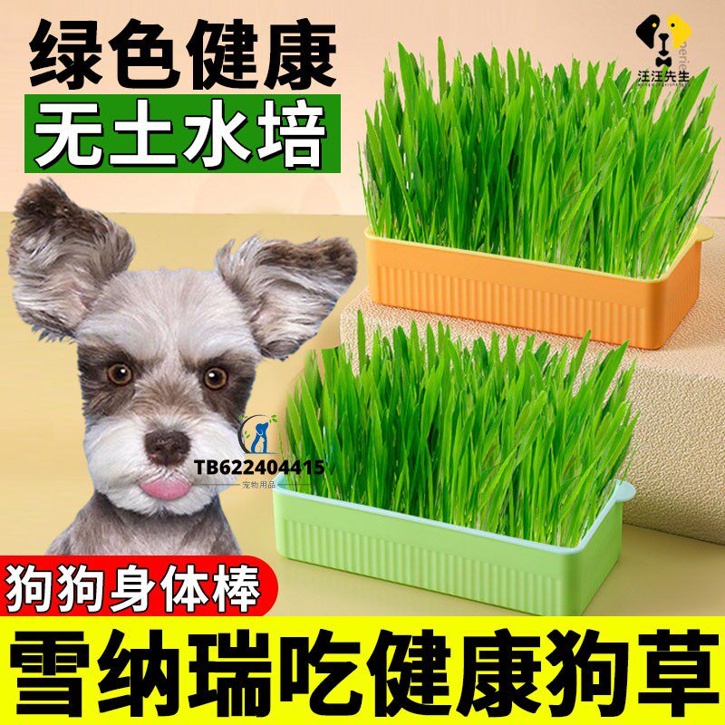 雪纳瑞专用狗草狗狗吃的草宠物可以食用草助消化草化毛草无土水培