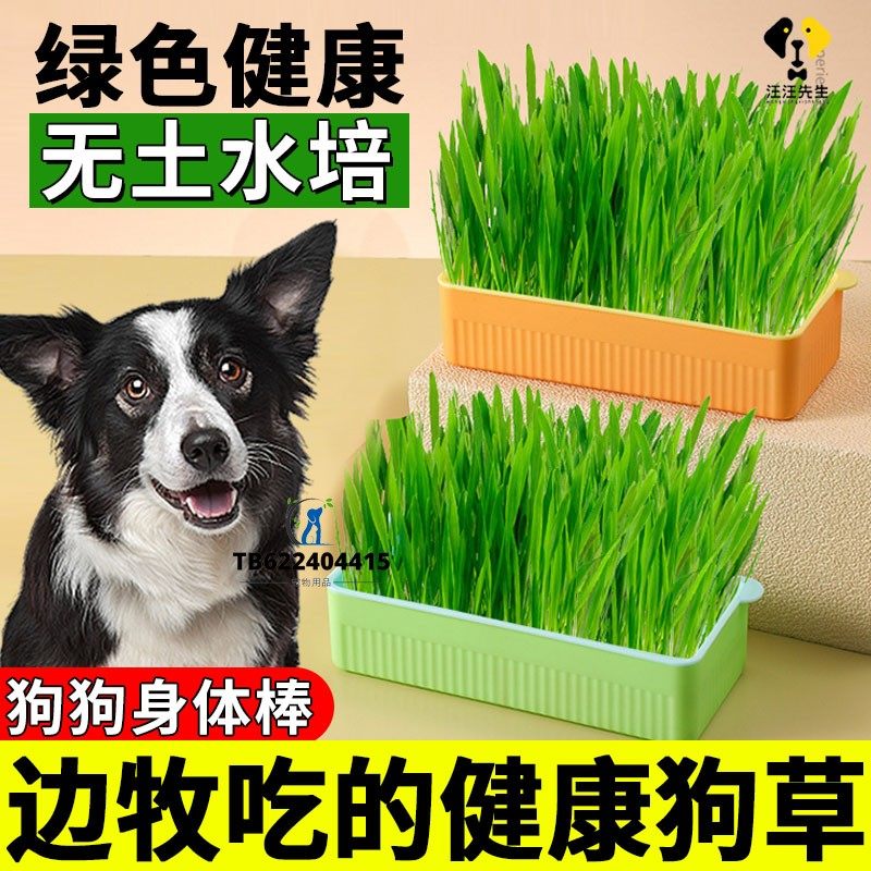 边牧专用狗草狗狗吃的草宠物可以食用草化毛草无土水培口臭
