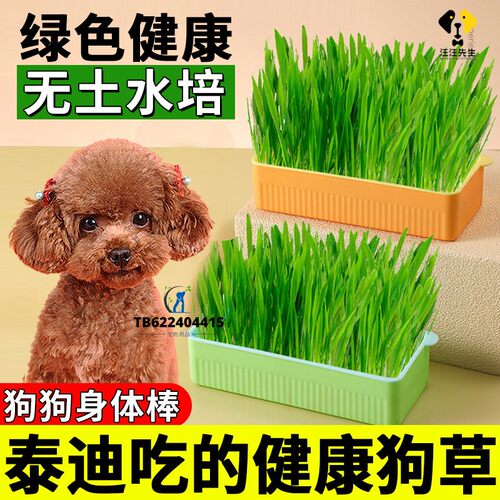 泰迪专用狗草狗狗吃的草宠物可以食用草化毛草无土水培口臭