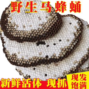 新鲜蜂蛹野生活体 马蜂蛹窝 黄蜂树蜂地蜂胡蜂虫活活体带巢发货