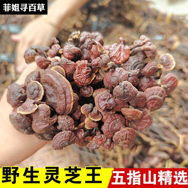 海南五指山灵芝王 野生灵芝王 春天养生护肝茶 整株灵芝王 包邮