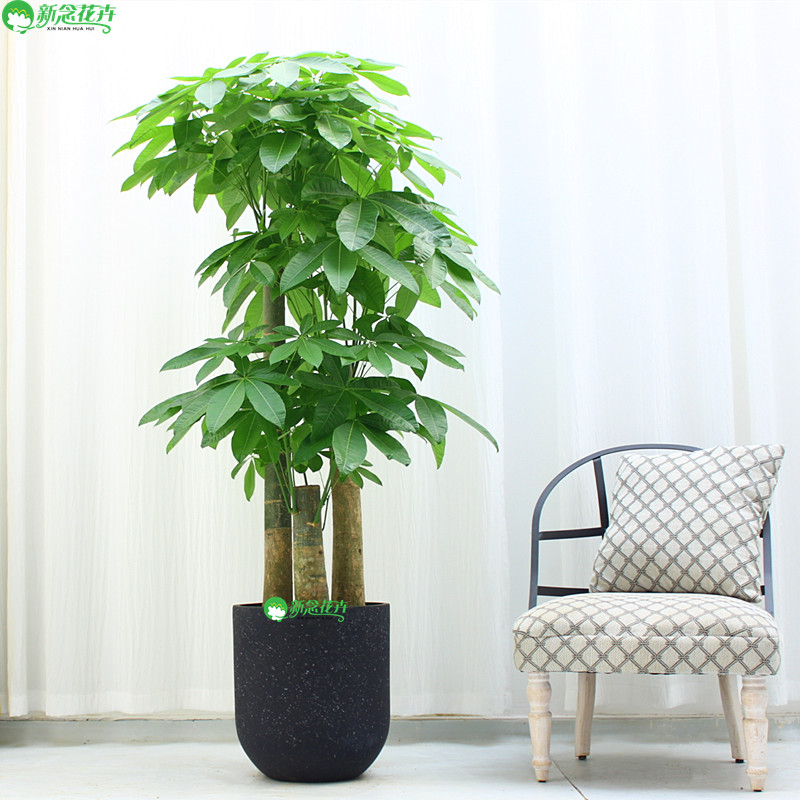 【上海送货上门】步步高发财树