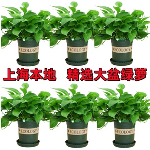 绿萝盆栽室内植物花卉绿植水培长藤垂吊大叶绿箩新房家用