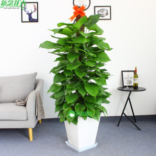 绿萝盆栽室内客厅植物净化空气办公室花卉绿植