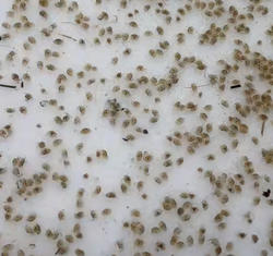 湛江青蟹苗(三阶段苗)海捕野生(螃蟹苗)(蟹宠)(广东特惠专拍)