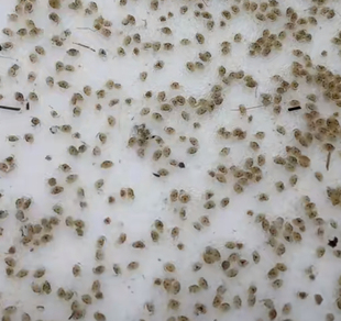 湛江青蟹苗(三阶段苗)海捕野生(螃蟹苗)(蟹宠)(广东特惠专拍)