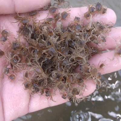 活蟹现货江苏清水大闸蟹100只苏州螃蟹鲜活河蟹大闸蟹鲜活蟹苗