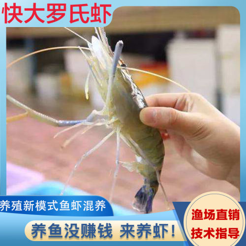 罗氏沼虾虾苗  长臂虾苗 大头虾虾苗 淡水养殖虾苗 罗氏虾苗 包邮