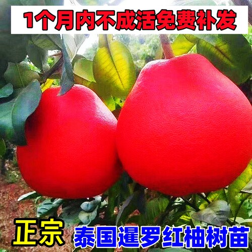 泰国新品种暹罗红柚红皮红肉香水红柚子新款水果树柚子苗