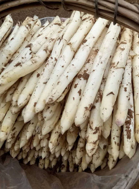 白芦笋鲜嫩当季上市自家龙须菜