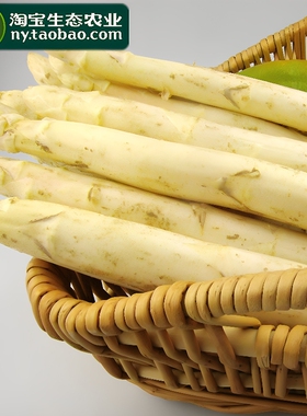 农家种植现采现挖曹县中西餐绿色蔬菜白芦笋高档食材当季上市新鲜
