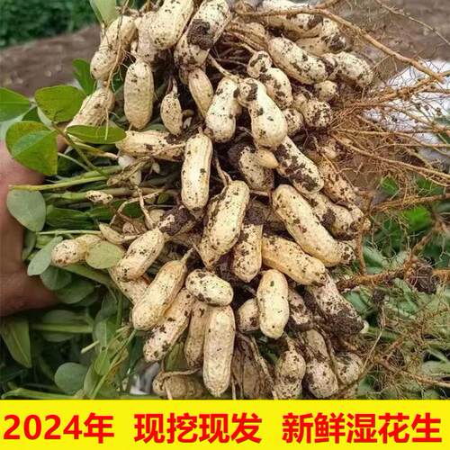 自家种植新鲜花生香面湿花生带泥土现挖现发嫩粉皮可水煮五斤包邮