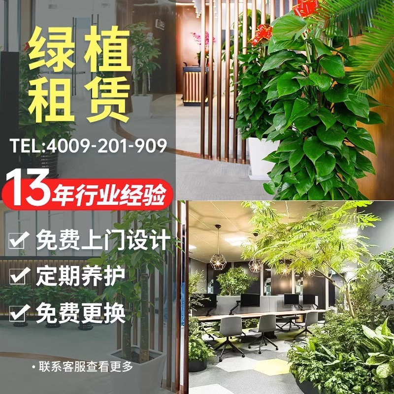深圳绿植租赁办公室植物花卉盆栽租摆选雅萱园艺免费提供发票养护
