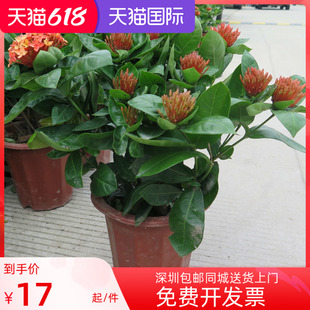 雅萱园艺 龙船花盆栽绿植花卉仙丹花百日红植物实物拍摄