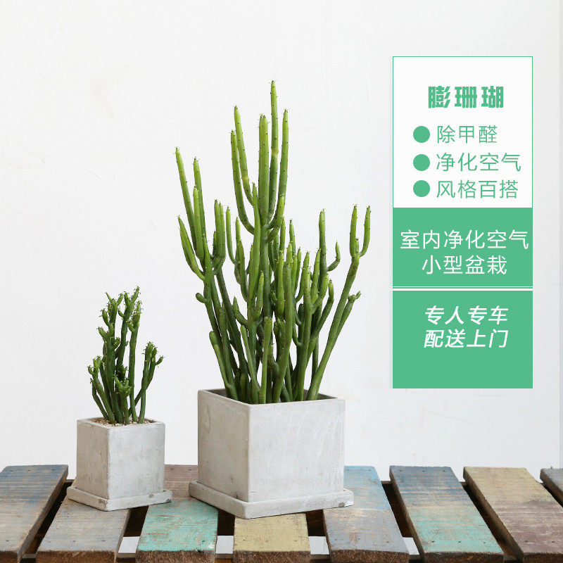 北欧风多肉植物绿珊瑚光棍树盆栽办公室桌面防辐射绿植花卉绿玉树