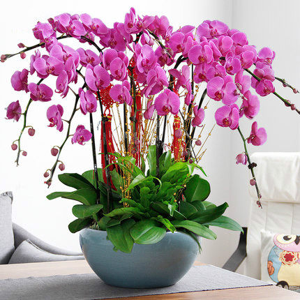 蝴蝶兰盆栽鲜花开业乔迁金色盆真兰花盆景年宵室内客厅花卉植物,鲜花速递/花卉仿真/绿植园艺,时令草本花卉,淘宝优惠券,粉丝福利购,淘宝优惠卷