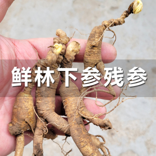 新鲜林下参残参长白山高龄野山参老残参鲜人参残次老池底籽货泡酒