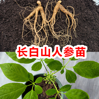 长白山人参苗带土带盆野山参