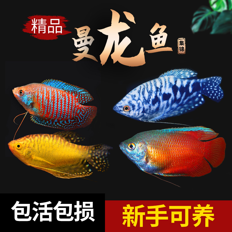 曼龙鱼热带淡水好养耐活不打氧