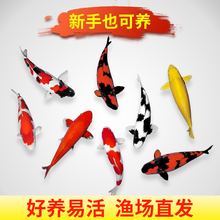 锦鲤鱼苗活体观赏鱼好养耐活冷水淡水孔雀活鱼天使鱼纯种金鱼发财