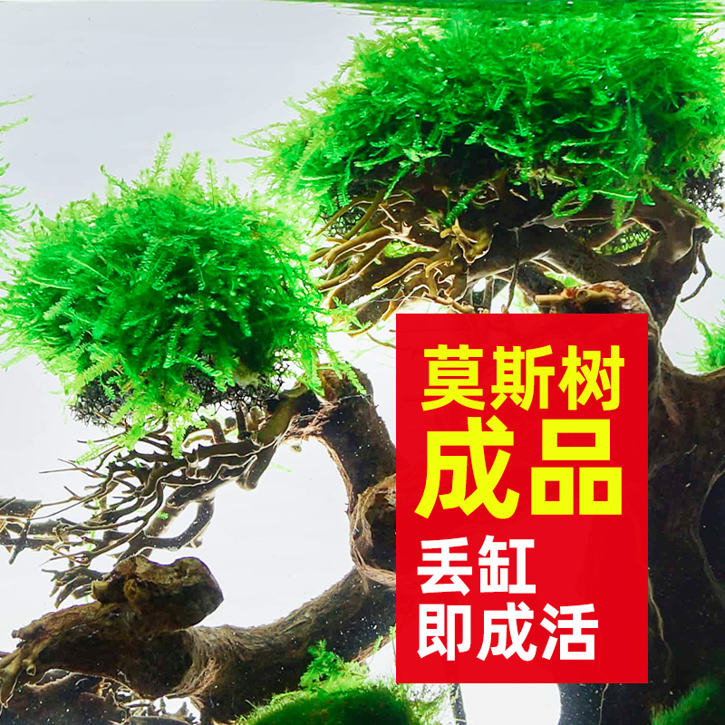 莫斯树成品水草生态观赏鱼缸造景真植物水培阴性沉木养鱼造景套餐