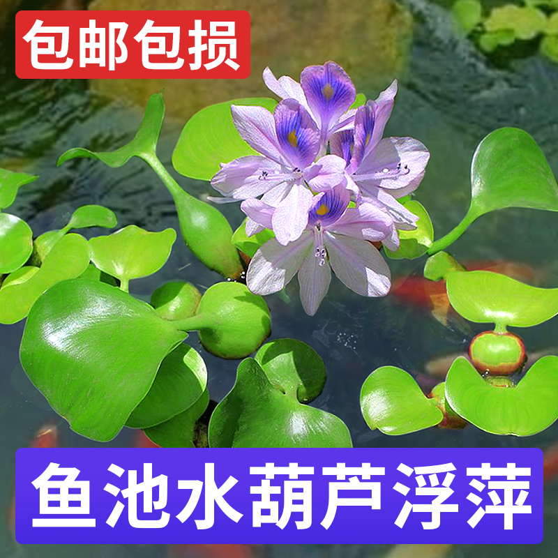 水葫芦浮萍养鱼造景净化种子