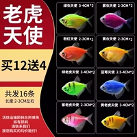 [Портрет семейства тигров] 2-3 см. Пакет 4 12 штук и 4 подготовки (всего 16)