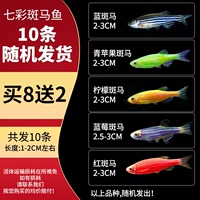 Разноцветная зебра, 1-2см, 8 шт, 2 шт, 10 шт