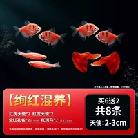 [Xuanxuan Hybrids] В общей сложности 8 или 6 получите 2 для декоративной сбора рыб