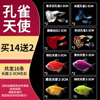 2-3 см павлина Ангелы 14 Отправить 2 шторма (всего 16)