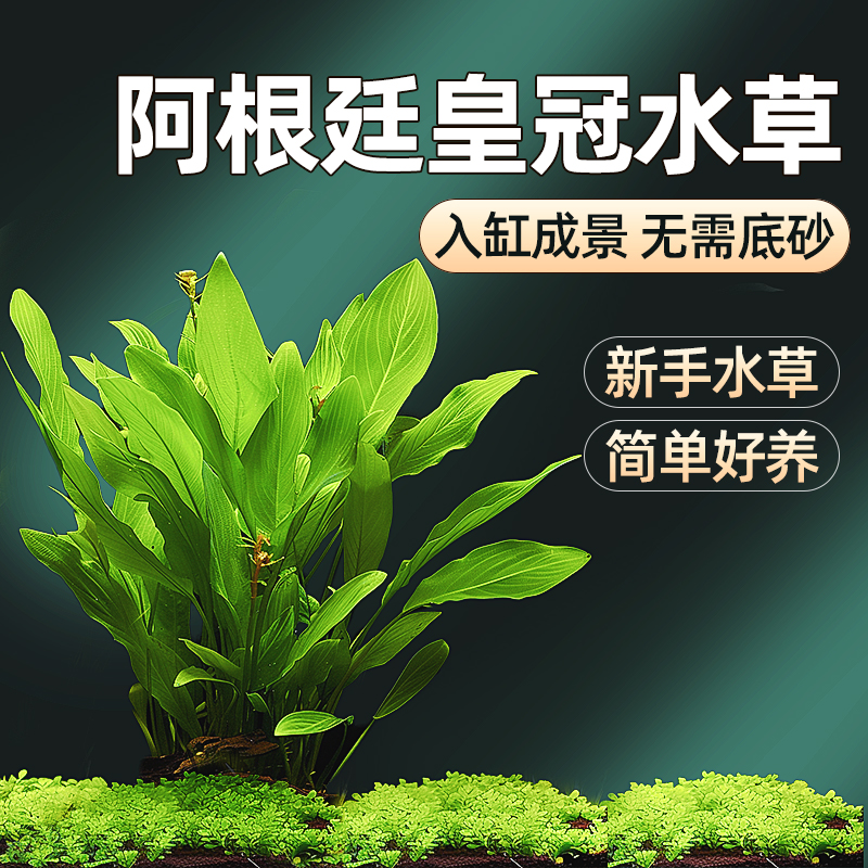 水草植物鱼缸造景阿根廷皇冠增氧古法养鱼净化水质水上水培植物