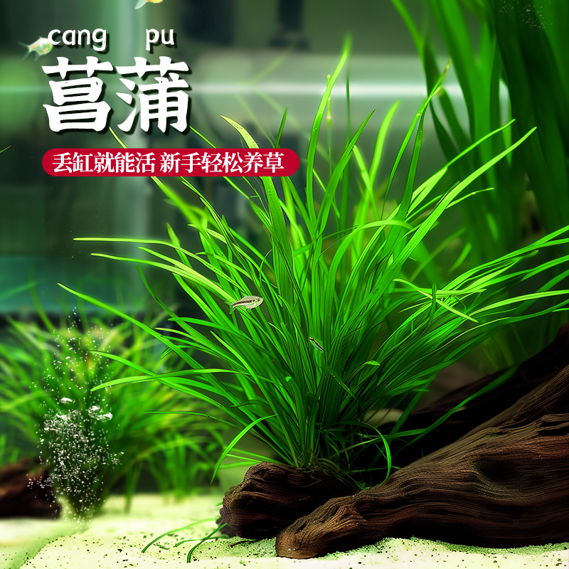 鱼缸造景水草龟缸溪流沼泽造景