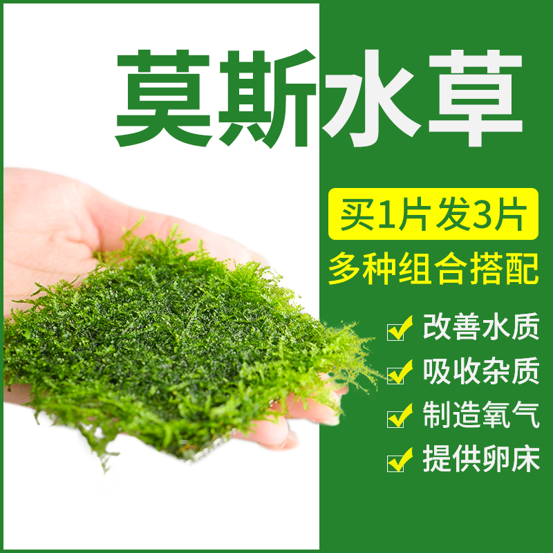 疯狂水草莫斯水草好养易活