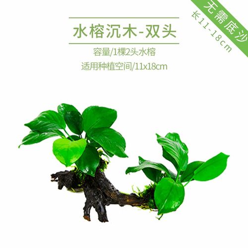 鱼缸水榕沉木水草大n号大叶大水榕阴性草大型水下叶真懒人无需底