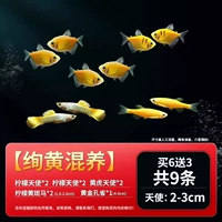 [Великолепный желтый смешанный уход] В общей сложности 9 6 штук по 6 получите 3 бесплатных ущерба для декоративной сбора рыб