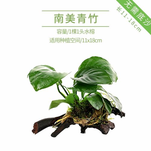 鱼缸水榕沉木水草大号大叶大水榕B阴性草大型水下叶真懒人无需底