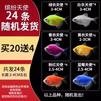 [Случайный] 2-4 см. Красочные ангелы 20 отправляет 4 подготовки (всего 24)