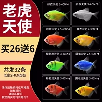 [Семейный портрет] 2-4 см Ангел Тигр Тигр Пакет C 26, чтобы отправить 6 частей потери (всего 32)