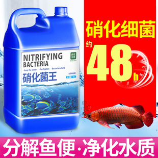 硝化细菌鱼缸净水剂用硝化菌消化细菌养鱼用品鱼药活菌水质稳定剂