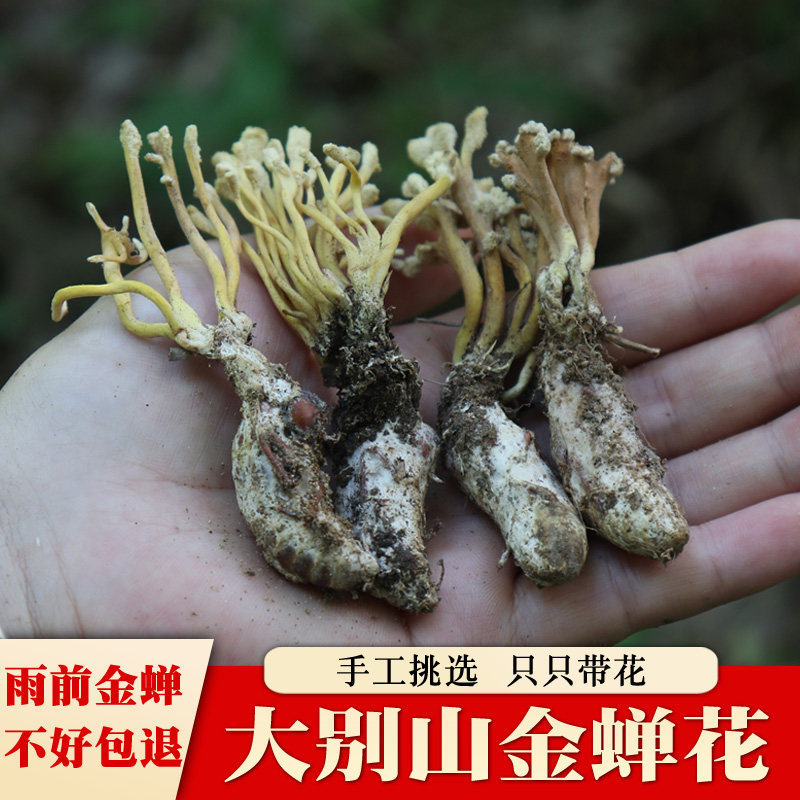 金蝉花野生500g精选蝉花虫草孢子粉中药材金婵花金蚕花知了花禅花