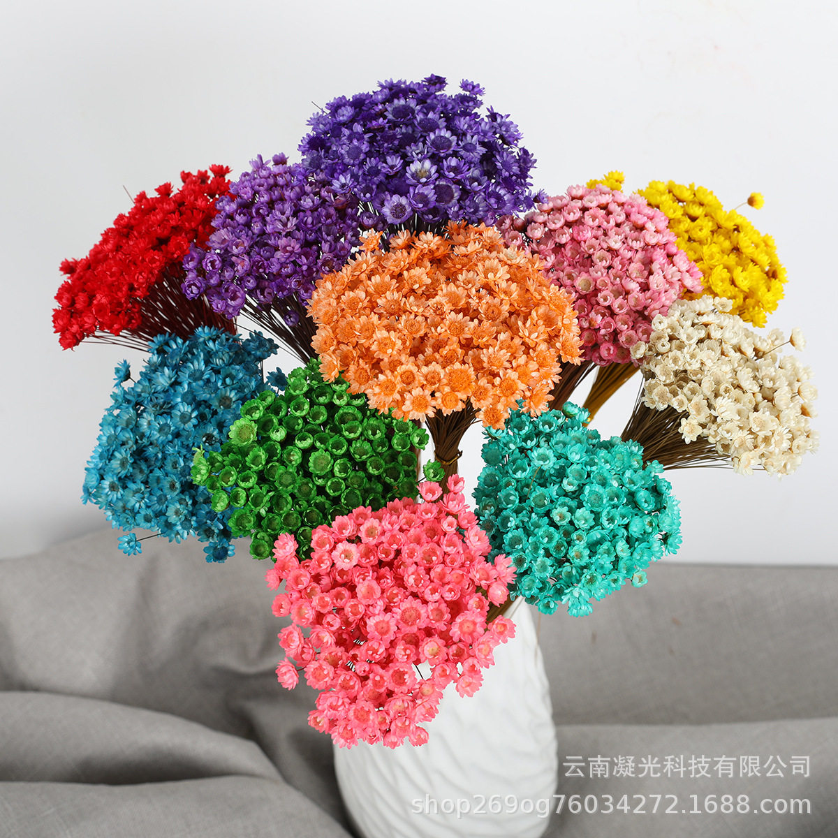 小星花干花巴西雏菊永