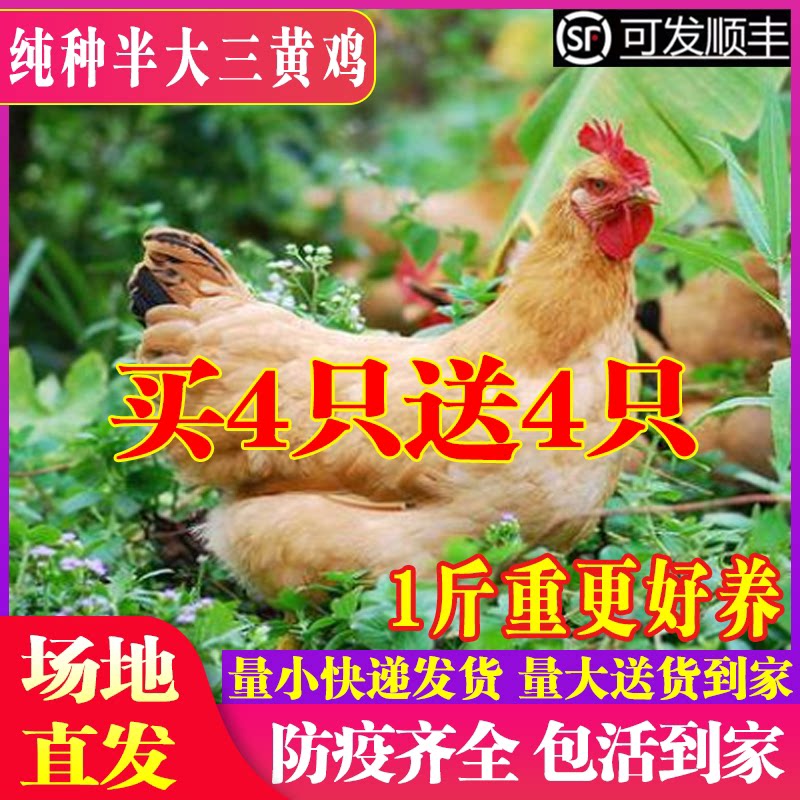 半大三黄鸡活苗一斤半斤三黄土鸡