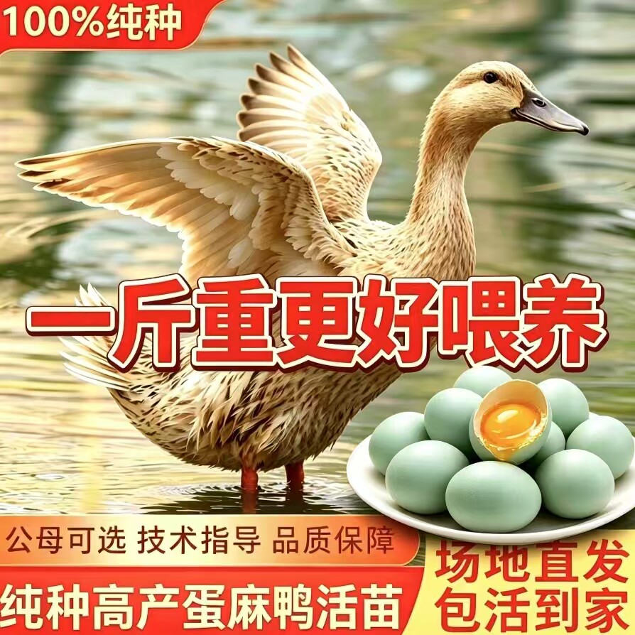 绿壳蛋麻鸭苗金锭鸭一斤半斤散养