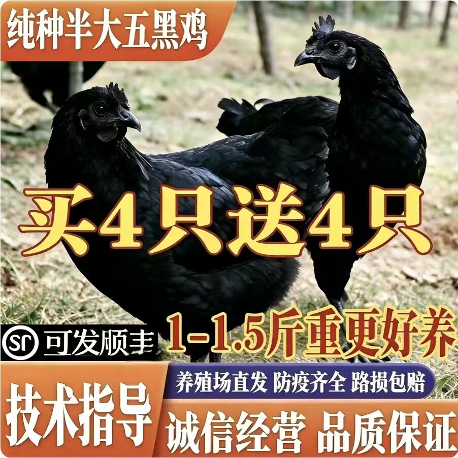一斤五黑鸡活苗绿壳蛋鸡苗乌骨鸡