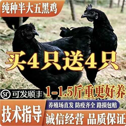 一斤五黑鸡活苗绿壳蛋鸡苗乌骨鸡