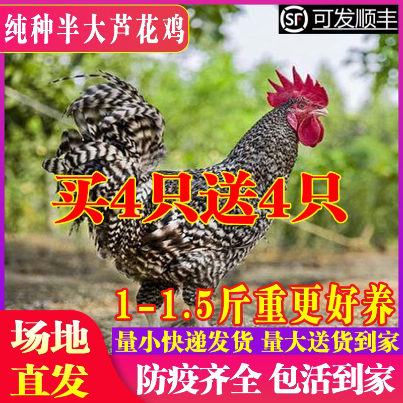芦花鸡活苗一斤半斤纯种芦花鸡苗