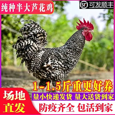 芦花鸡活苗一斤半斤左右纯种芦花鸡苗汶上芦花鸡活苗小鸡活苗包邮