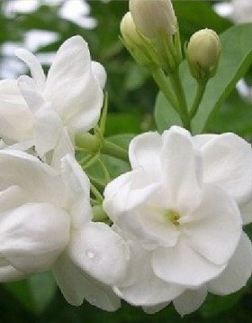 多年生双色芳香浓郁花卉种子