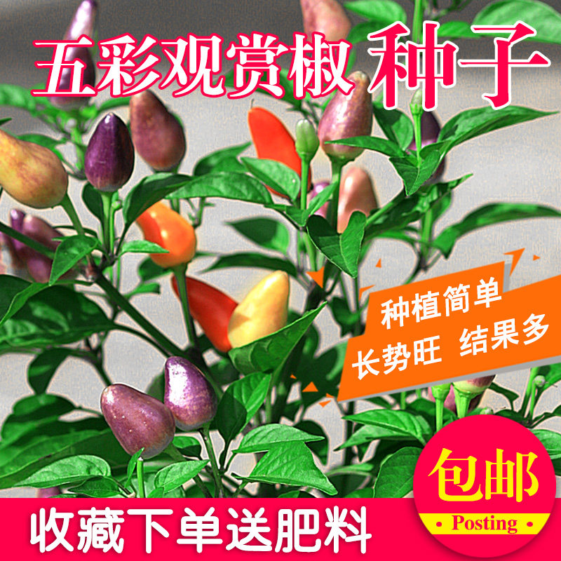 Five peppers Colorful Small pepper Potted plant Ornamental pepper Hot Pepper Seeds Colorful peppers pickled pepper Four seasonsin the Flower delivery/Flowers simulation/Plants gardening , Flowers/Fruits and vegetables/Lawn seed (New) , Home &amp; Garden Seeds  category - from Buy2taobao.com to provide professional Taobao agent buy service